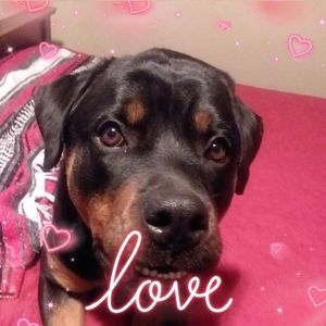 Meet your Posher, Diane